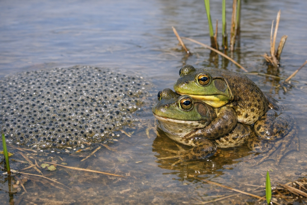 American Bullfrogs in amplexus beside a floating film of eggs in shallow water.