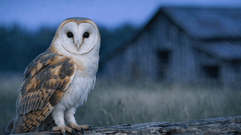 Adult Barn Owl perched on a barn beam at twilight.