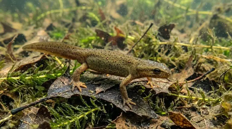 Adult Central Newt resting among submerged leaves in a shallow woodland pond.
