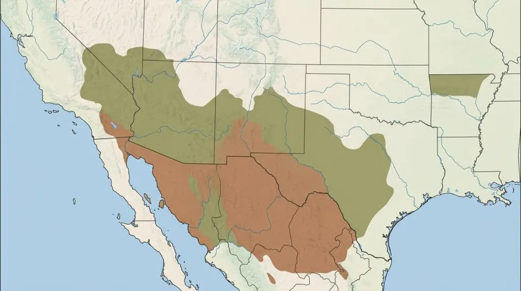Map of the western diamondback rattlesnake's range in the southwestern United States and Mexico.