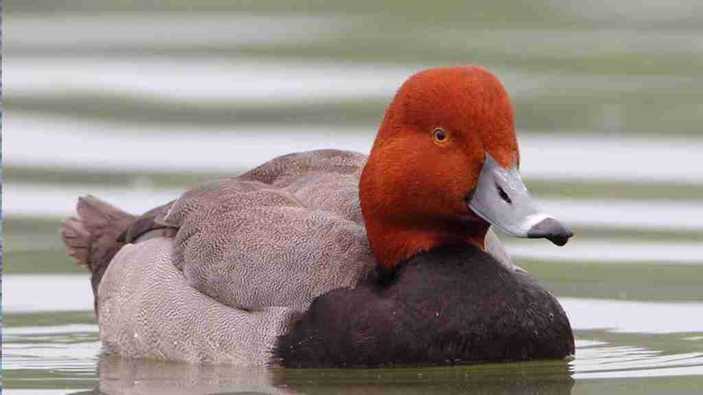 Redhead Diving Duck