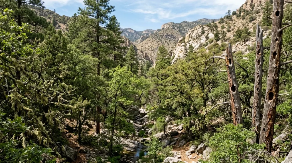 Oak and pine-oak canyon woodland typical of Bridled Titmouse habitat.
