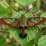 Hummingbird clearwing moth with open transparent wings resting on a viburnum leaf.