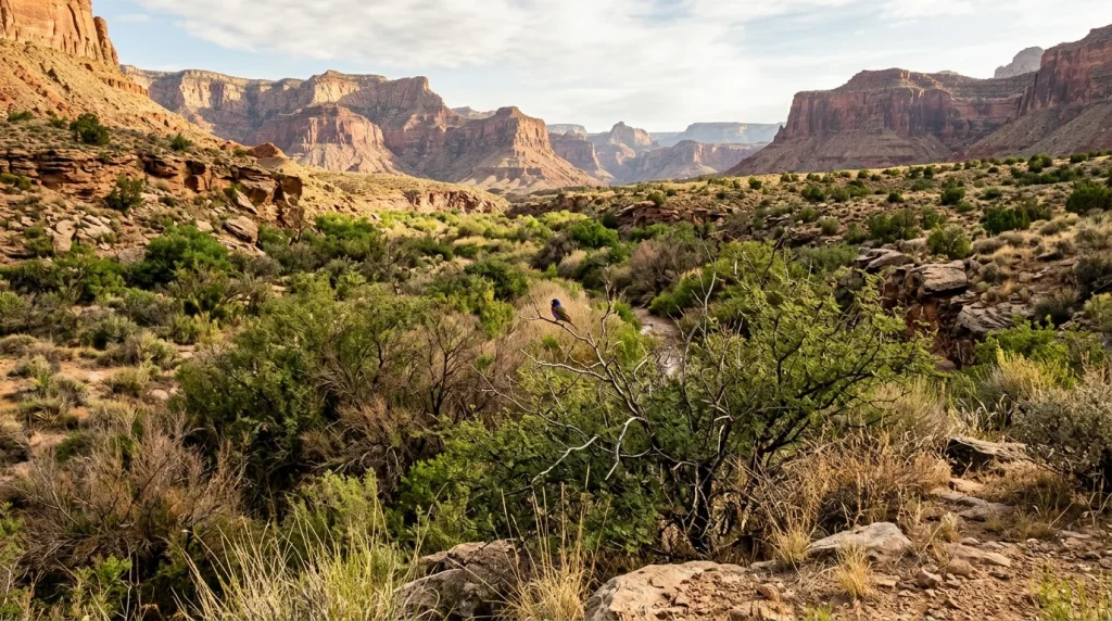 Rocky southwestern canyon with dense thorn scrub used by Varied Buntings.