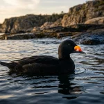 Adult male Black Scoter floating on ocean water showing its black plumage and yellow-orange bill knob.