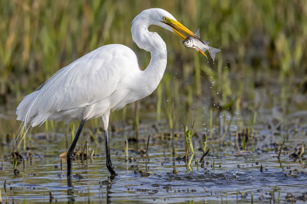 Great Egret holding a small silver fish in its yellow bill.