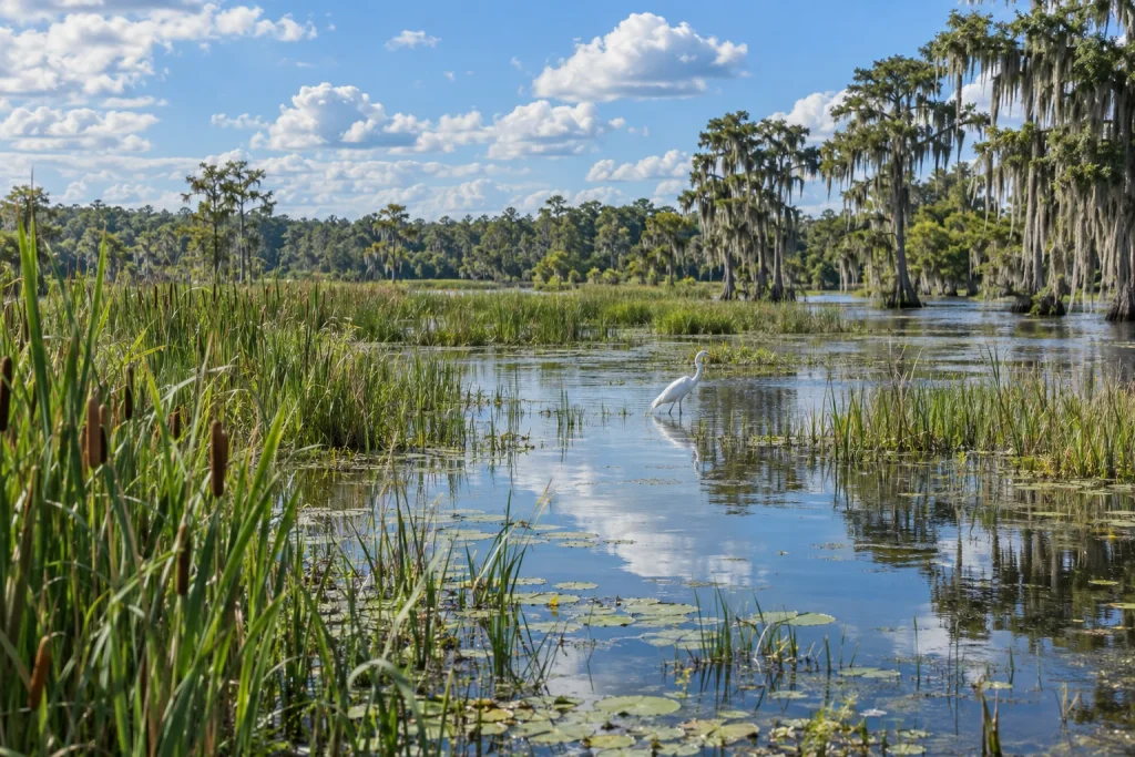 Freshwater marsh habitat with cattails, shallow water, and tall cypress trees.