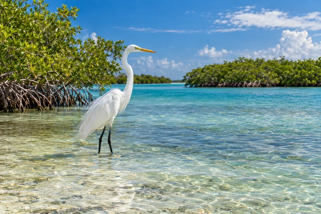 Shallow tropical ocean flats and green mangrove islands representing the natural coastal habitat of the Great White Heron.