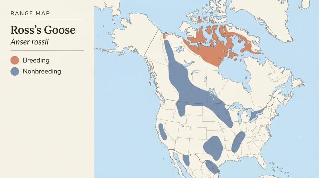 Approximate Ross’s Goose breeding, migration, and wintering regions across North America.