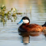 Breeding male Ruddy Duck floating on calm water with bright blue bill and upright tail.